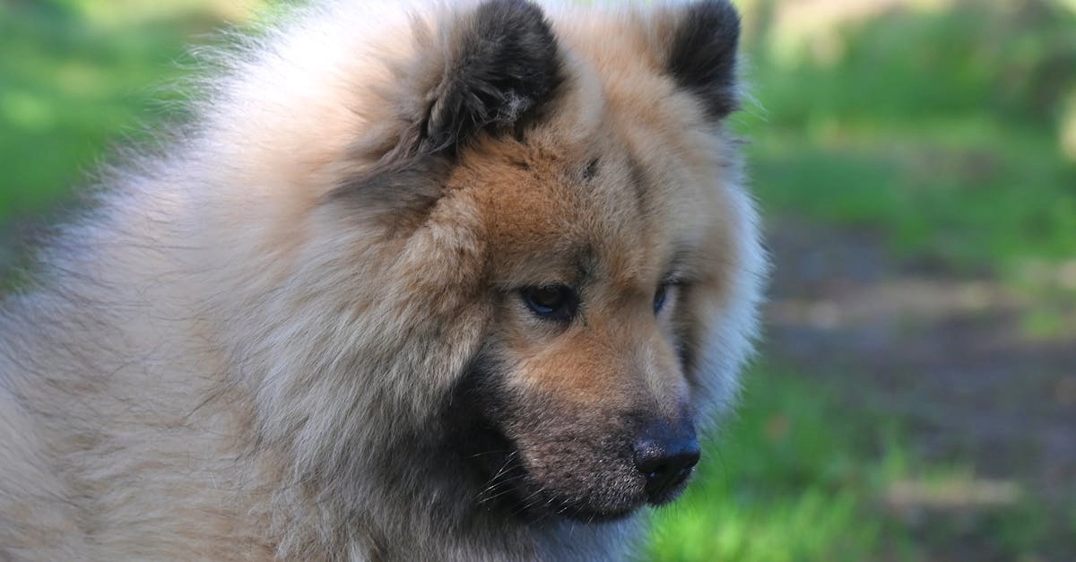 Программы лояльности казино без депозита и игровые бонусы